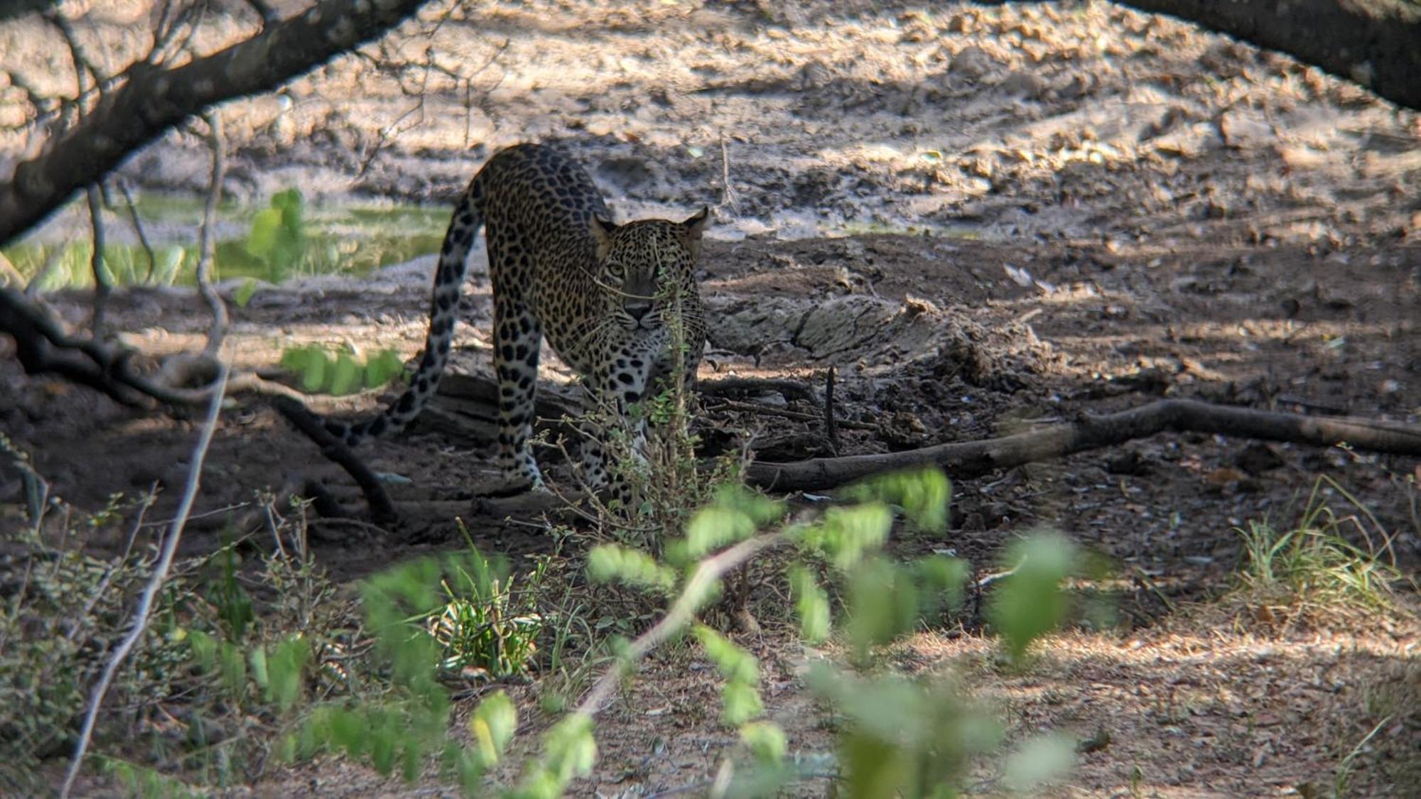 Апартаменты Yala Avian Eye Safari Buttala Экстерьер фото