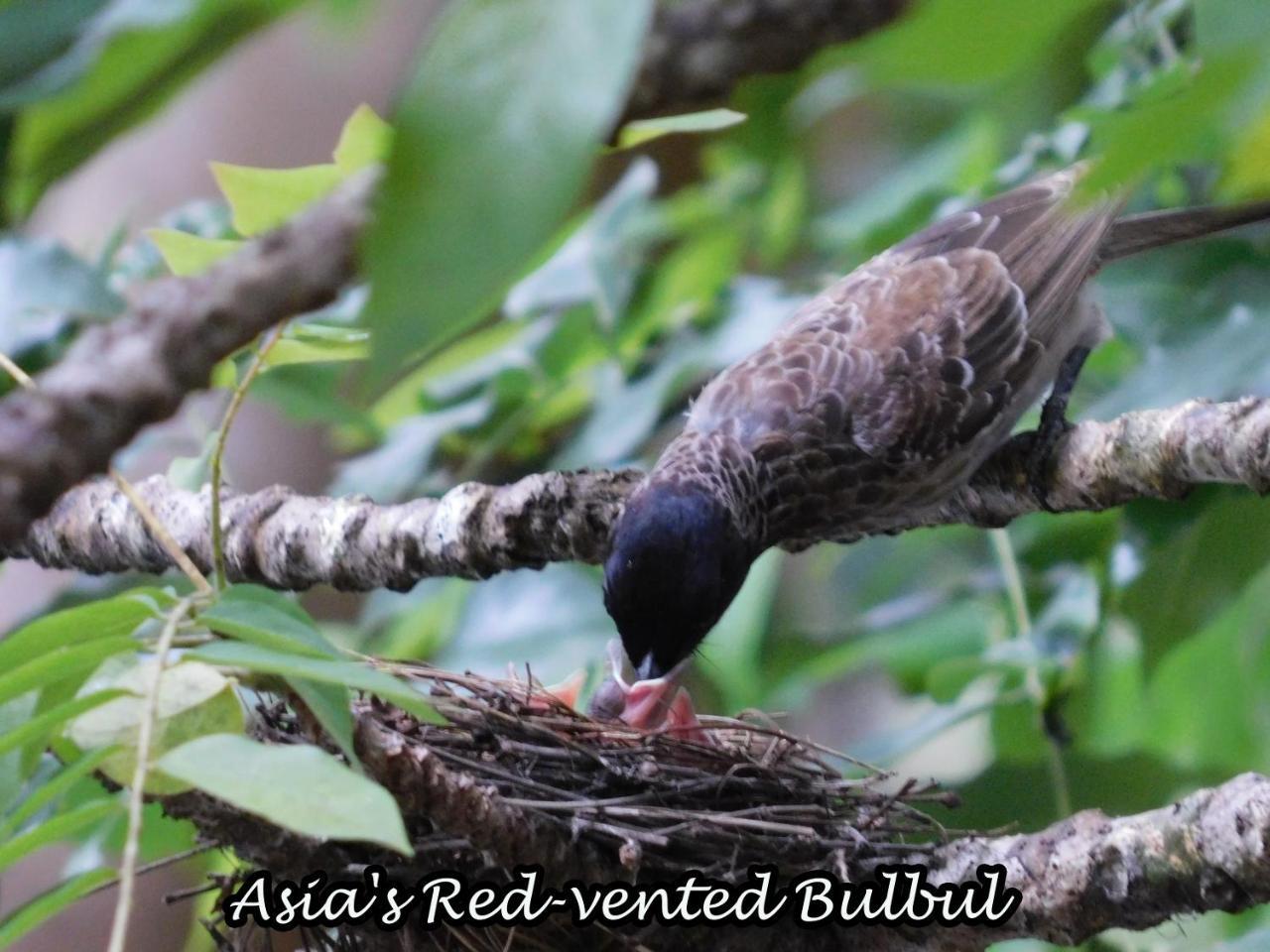 Апартаменты Yala Avian Eye Safari Buttala Экстерьер фото