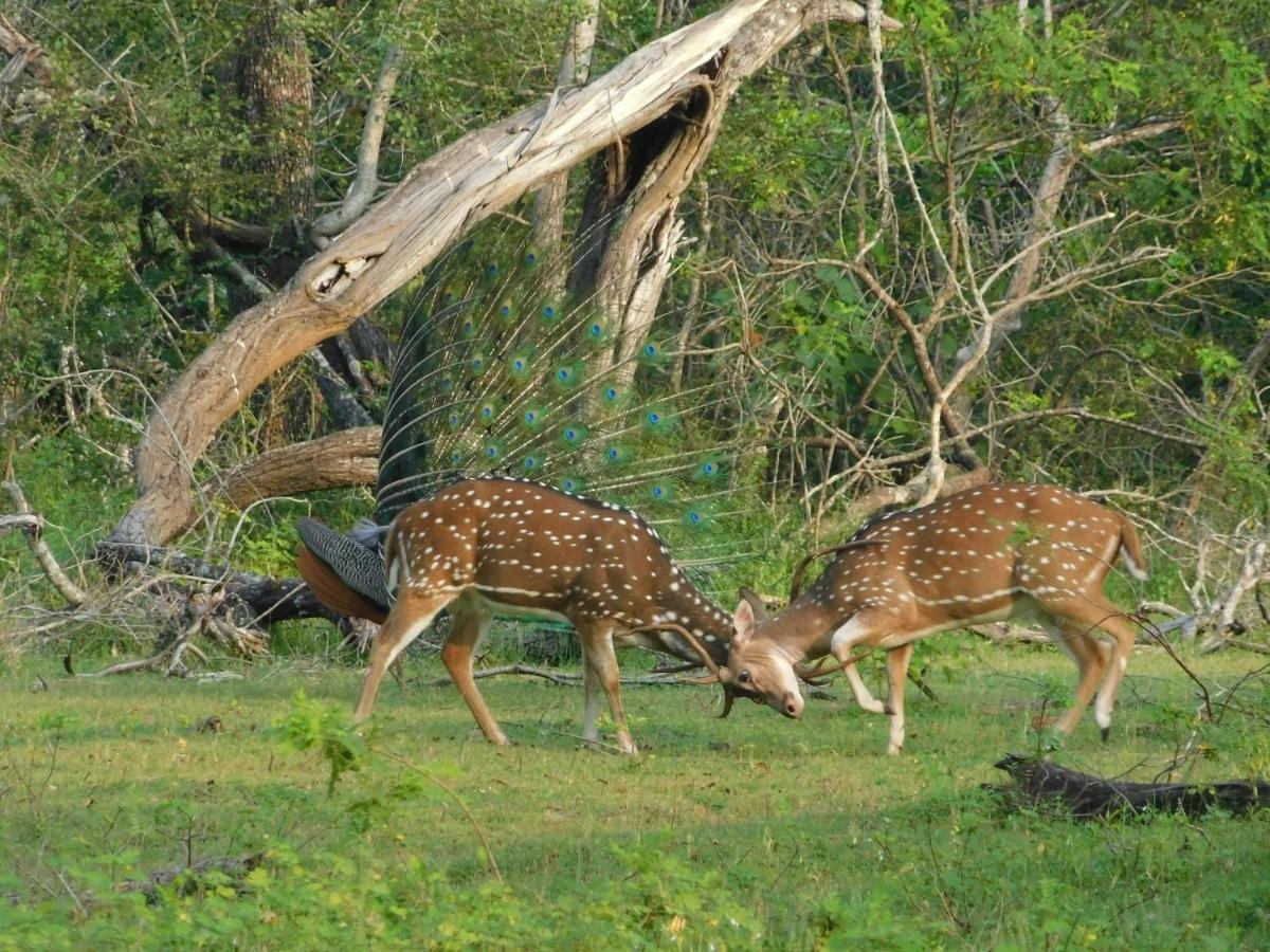 Апартаменты Yala Avian Eye Safari Buttala Экстерьер фото