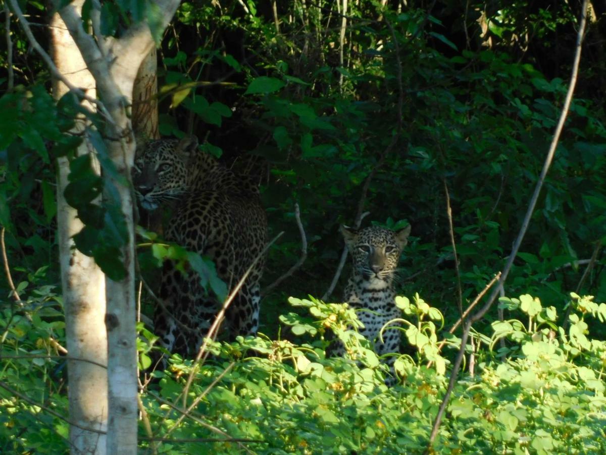 Апартаменты Yala Avian Eye Safari Buttala Экстерьер фото