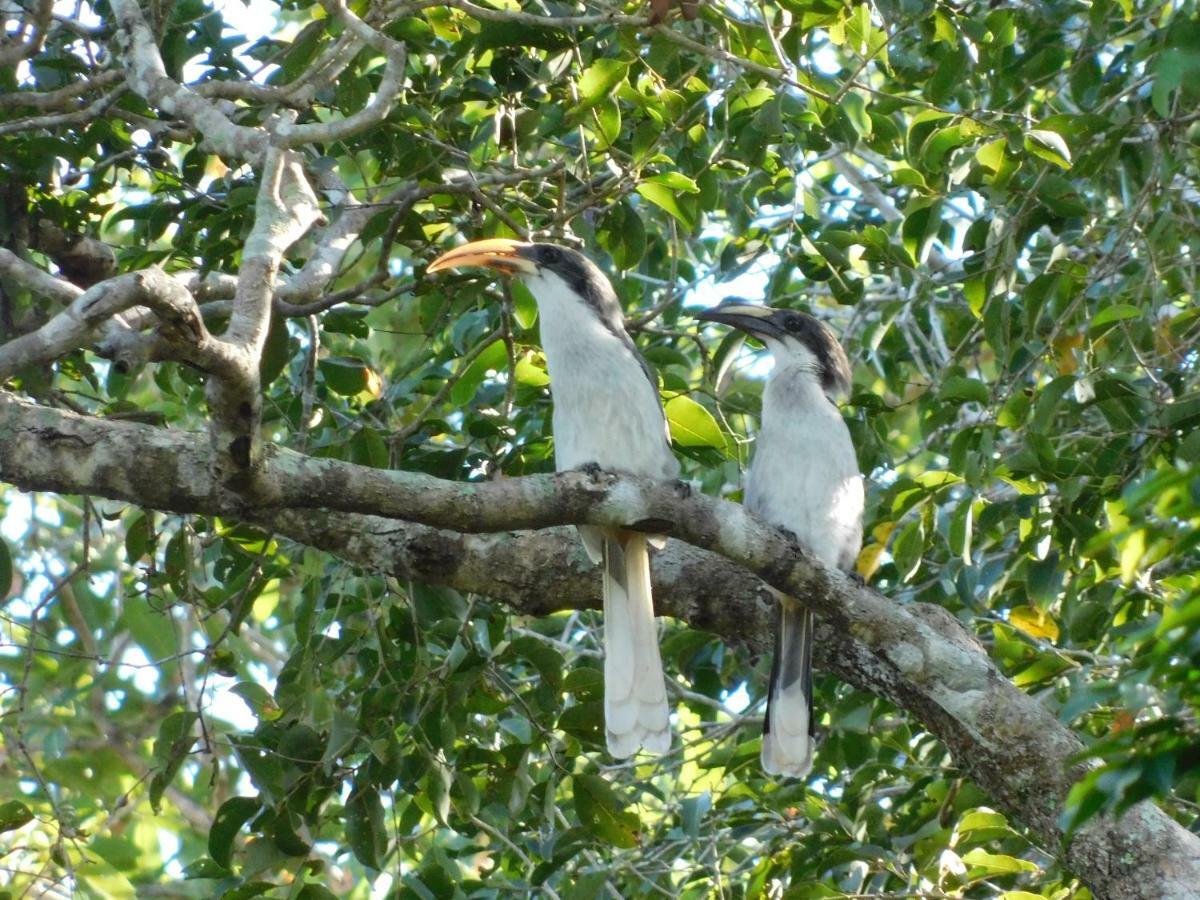 Апартаменты Yala Avian Eye Safari Buttala Экстерьер фото